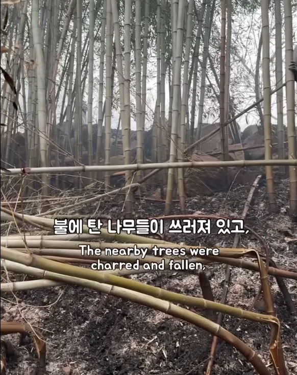 산불 속 홀로 남겨졌던 개에게 생긴 평생 가족의 정체.. 현장 사진