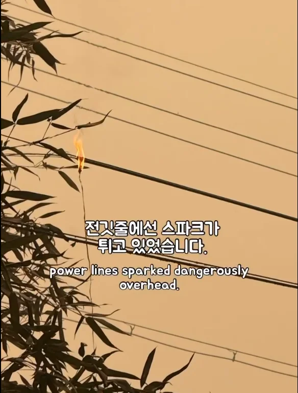 산불 속 홀로 남겨졌던 개에게 생긴 평생 가족의 정체.. 현장 사진