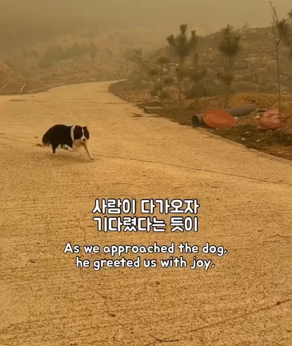 산불 속 홀로 남겨졌던 개에게 생긴 평생 가족의 정체.. 현장 사진