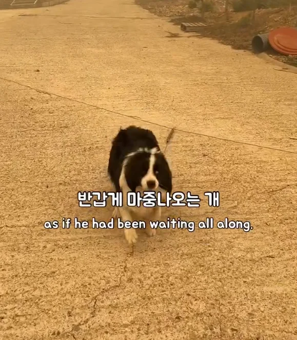 산불 속 홀로 남겨졌던 개에게 생긴 평생 가족의 정체.. 현장 사진