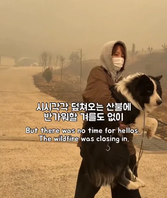 산불 속 홀로 남겨졌던 개에게 생긴 평생 가족의 정체.. 현장 사진