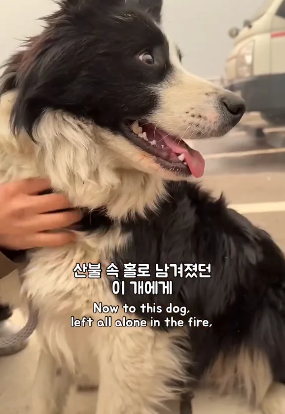 산불 속 홀로 남겨졌던 개에게 생긴 평생 가족의 정체.. 현장 사진
