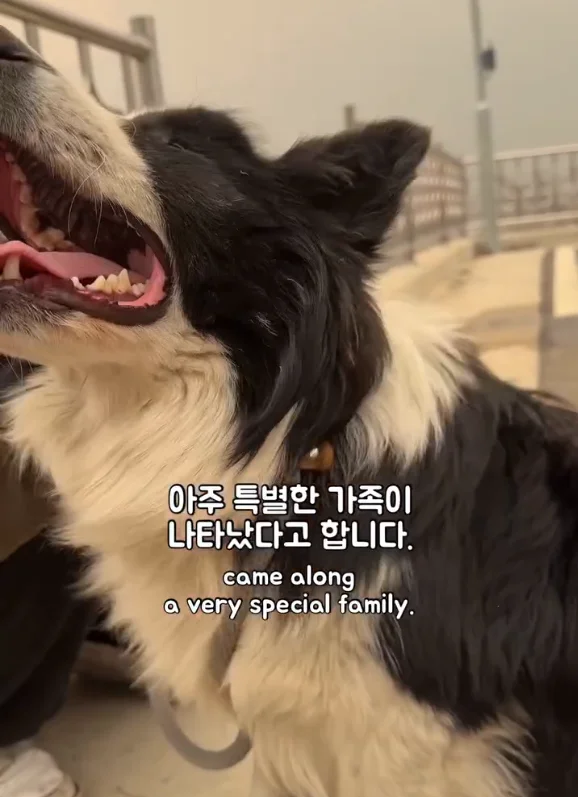 산불 속 홀로 남겨졌던 개에게 생긴 평생 가족의 정체.. 현장 사진