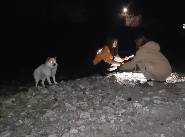 차도위떠돌이견 현장 사진