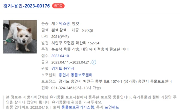 차도위떠돌이견 현장 사진