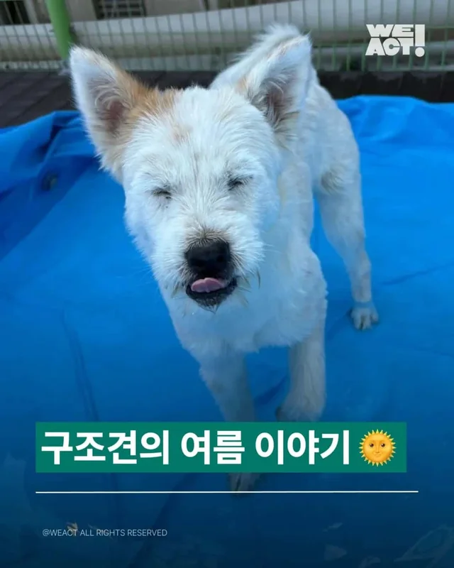 안성 임시센터 여름 물놀이 현장 사진