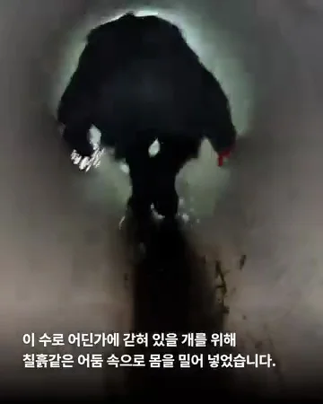 경기광주유기학대 현장 사진
