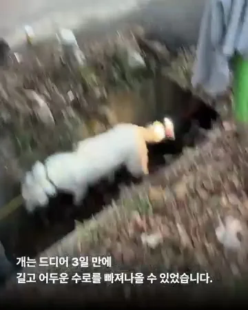 경기광주유기학대 현장 사진