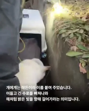 경기광주유기학대 현장 사진