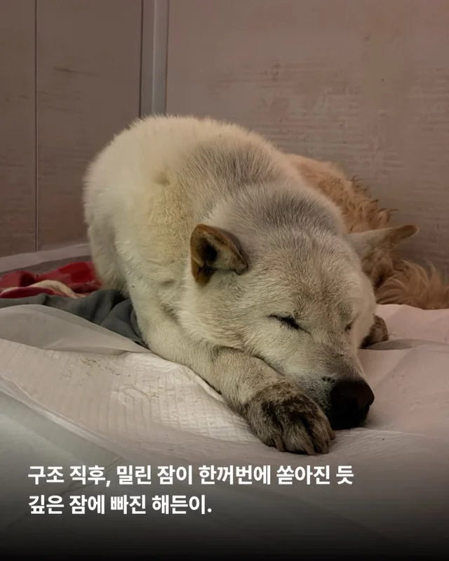 경기광주유기학대 현장 사진
