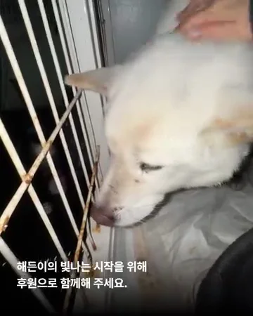 경기광주유기학대 현장 사진