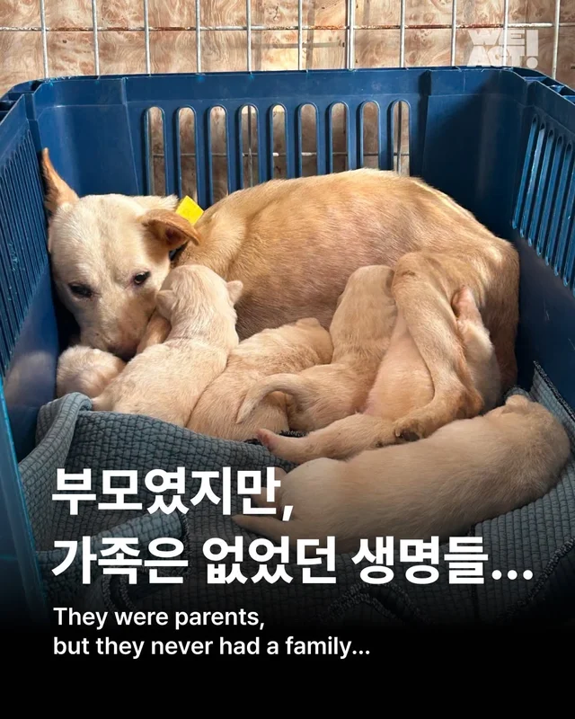 부모였지만 가족은 없었던 생명들 현장 사진