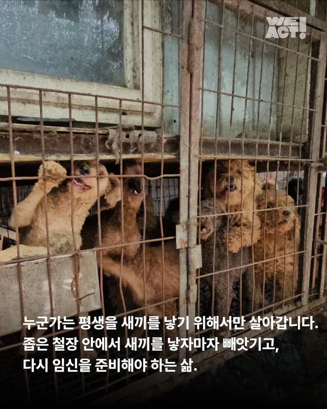 부모였지만 가족은 없었던 생명들 현장 사진