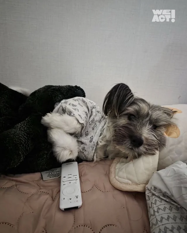 부모였지만 가족은 없었던 생명들 현장 사진