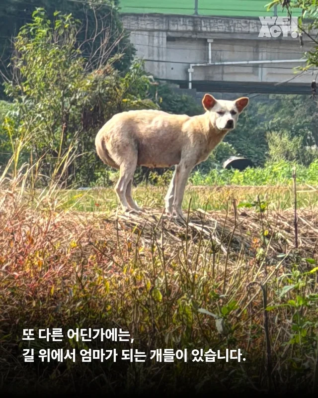 부모였지만 가족은 없었던 생명들 현장 사진