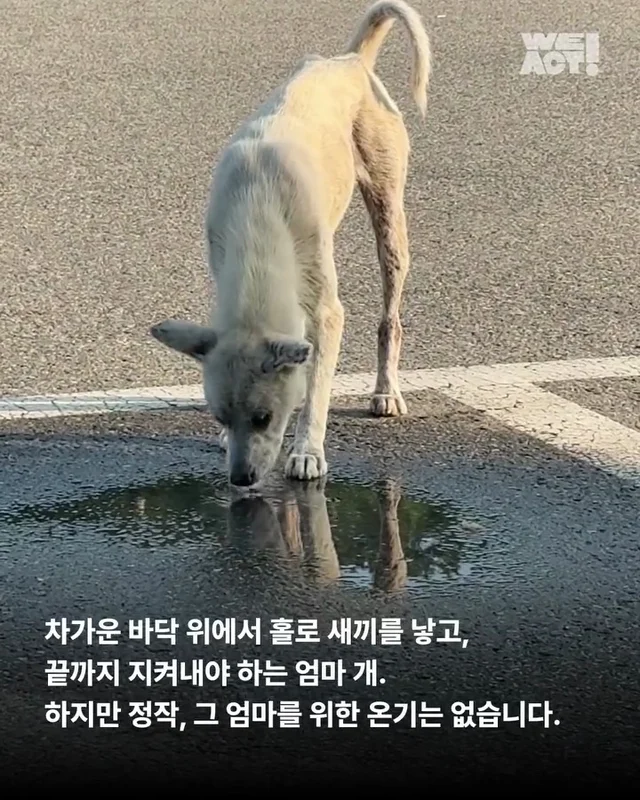 부모였지만 가족은 없었던 생명들 현장 사진