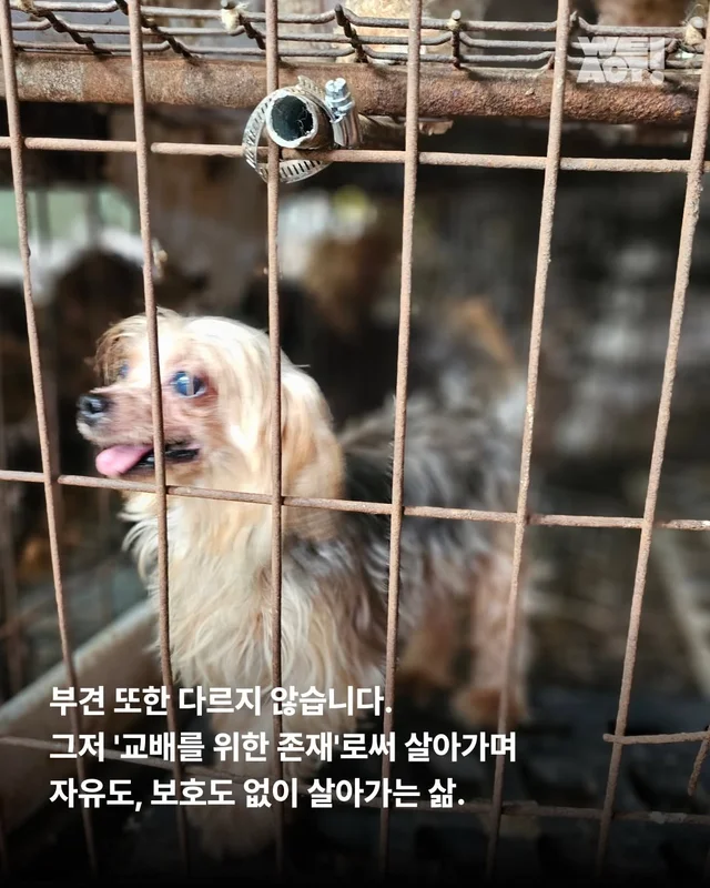 부모였지만 가족은 없었던 생명들 현장 사진