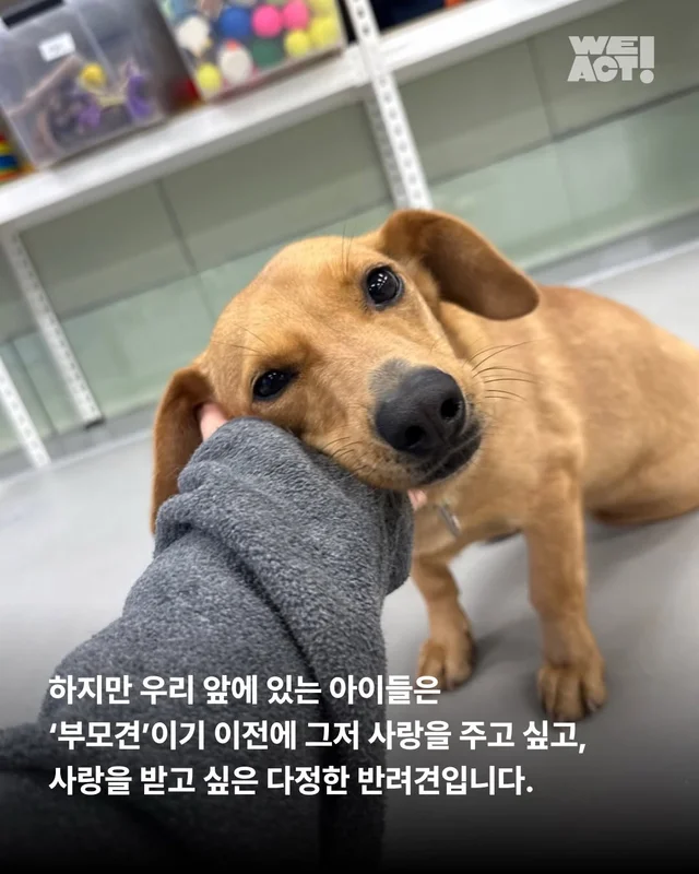 부모였지만 가족은 없었던 생명들 현장 사진