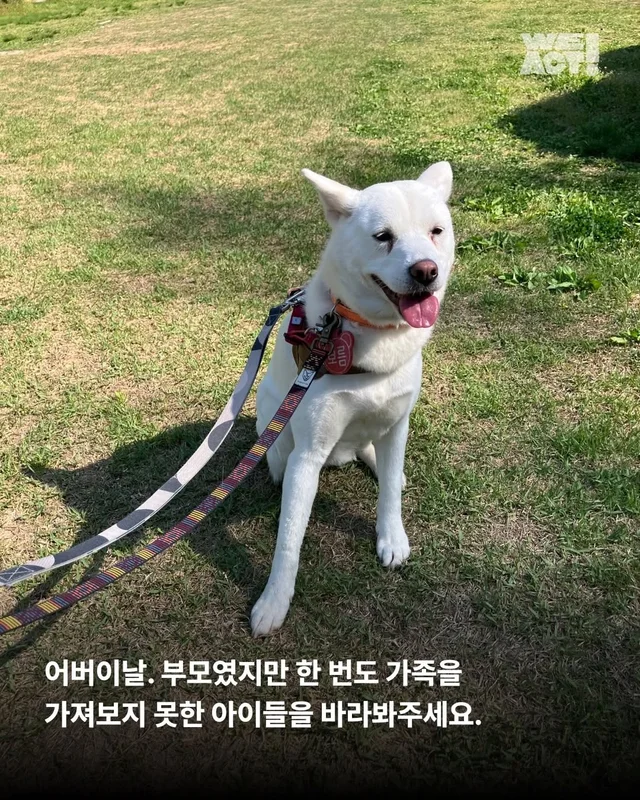 부모였지만 가족은 없었던 생명들 현장 사진