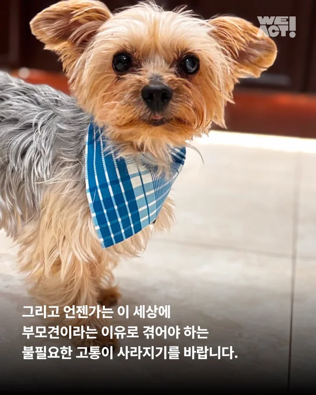 부모였지만 가족은 없었던 생명들 현장 사진