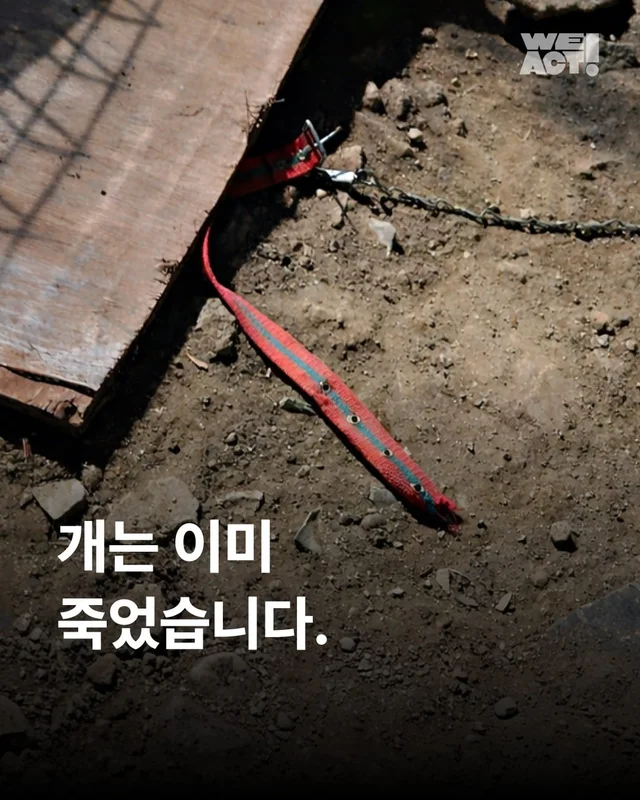 전북익산농어촌지사개도살 현장 사진