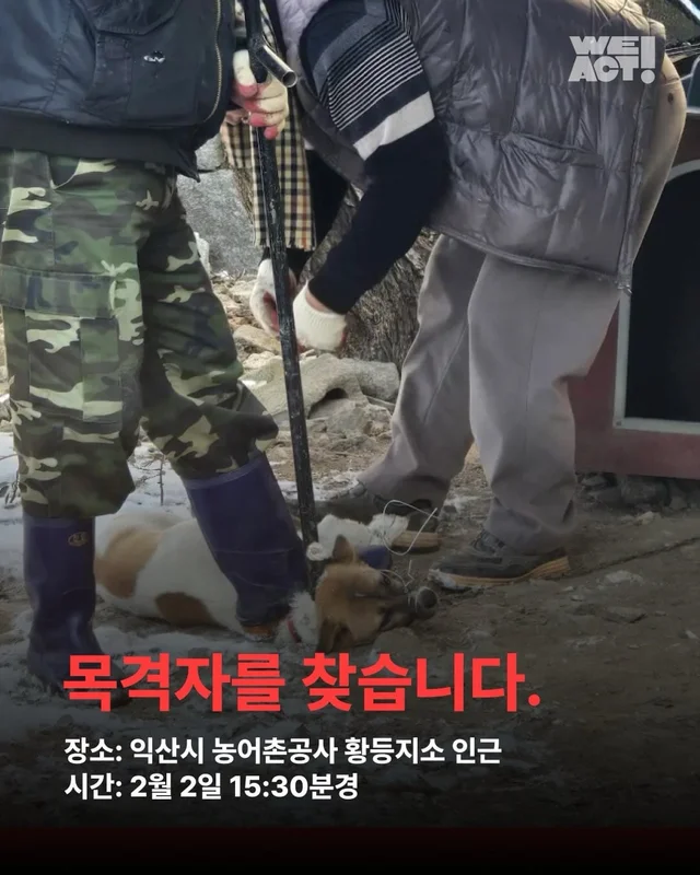 전북익산농어촌지사개도살 현장 사진