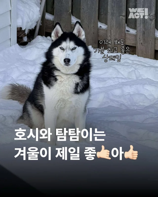 호시와 탐탐이는 겨울이 제일 좋아 #위액트호시 #위액.. 현장 사진