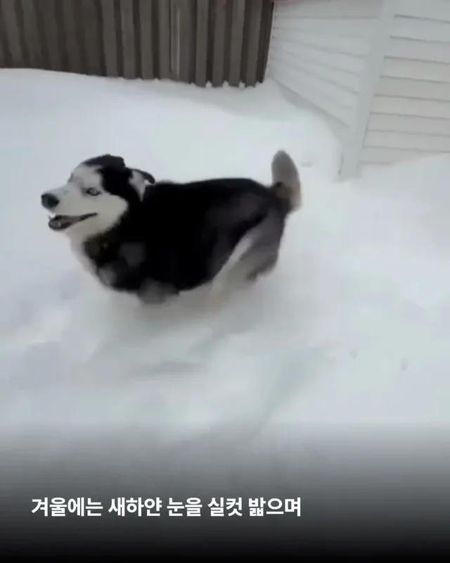 호시와 탐탐이는 겨울이 제일 좋아 #위액트호시 #위액.. 현장 사진