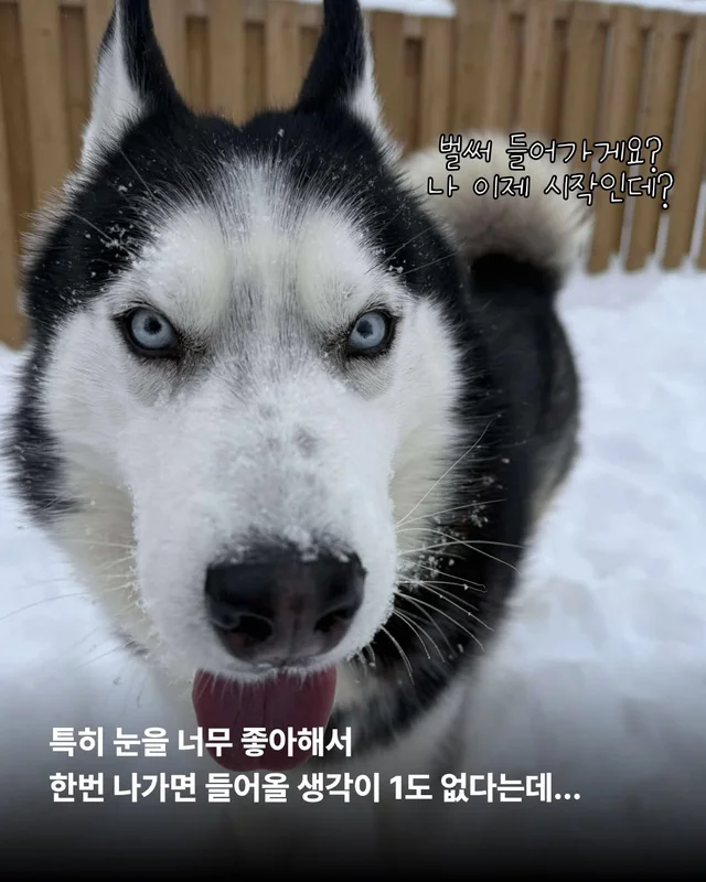 호시와 탐탐이는 겨울이 제일 좋아 #위액트호시 #위액.. 현장 사진