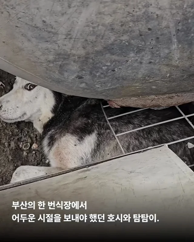 호시와 탐탐이는 겨울이 제일 좋아 #위액트호시 #위액.. 현장 사진