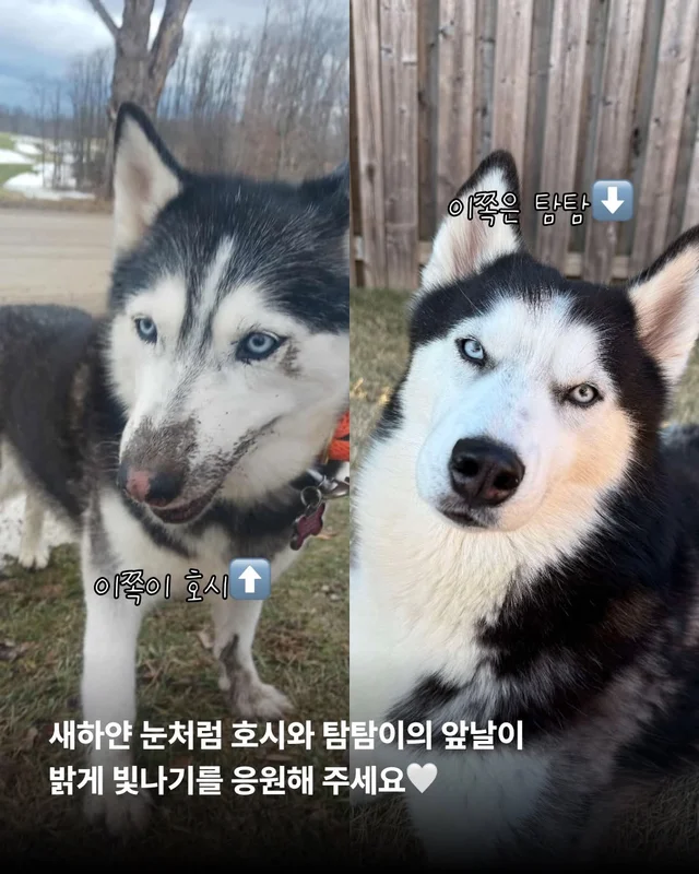 호시와 탐탐이는 겨울이 제일 좋아 #위액트호시 #위액.. 현장 사진