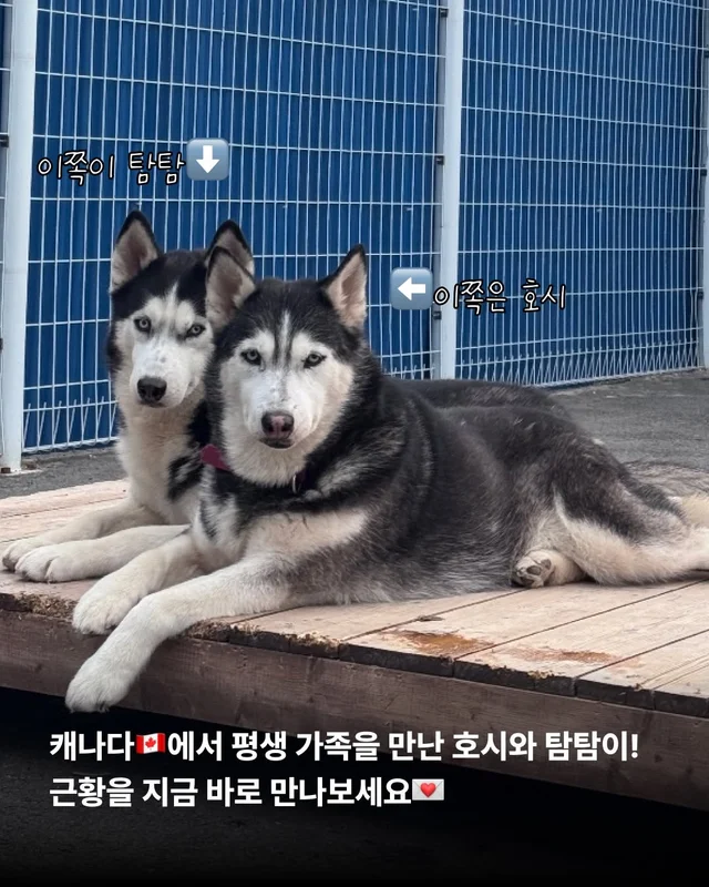 호시와 탐탐이는 겨울이 제일 좋아 #위액트호시 #위액.. 현장 사진