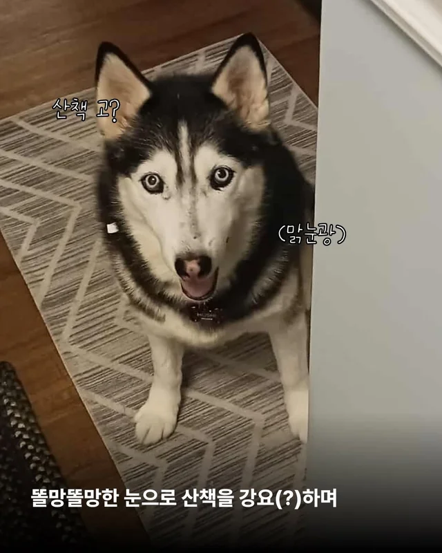 호시와 탐탐이는 겨울이 제일 좋아 #위액트호시 #위액.. 현장 사진