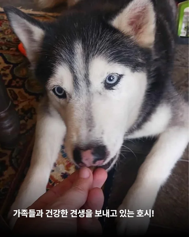 호시와 탐탐이는 겨울이 제일 좋아 #위액트호시 #위액.. 현장 사진