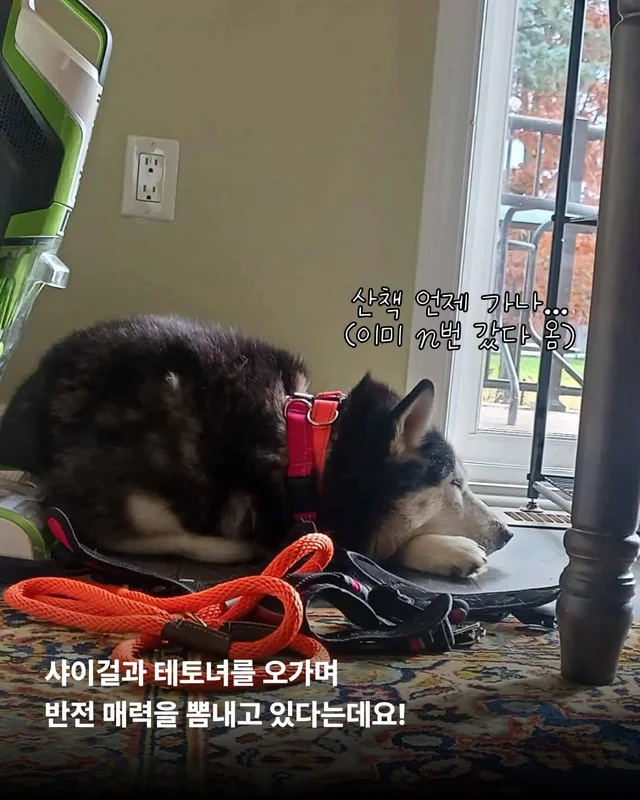 호시와 탐탐이는 겨울이 제일 좋아 #위액트호시 #위액.. 현장 사진