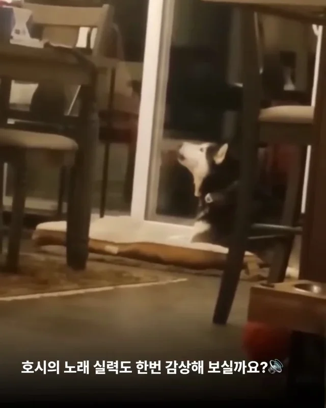 호시와 탐탐이는 겨울이 제일 좋아 #위액트호시 #위액.. 현장 사진