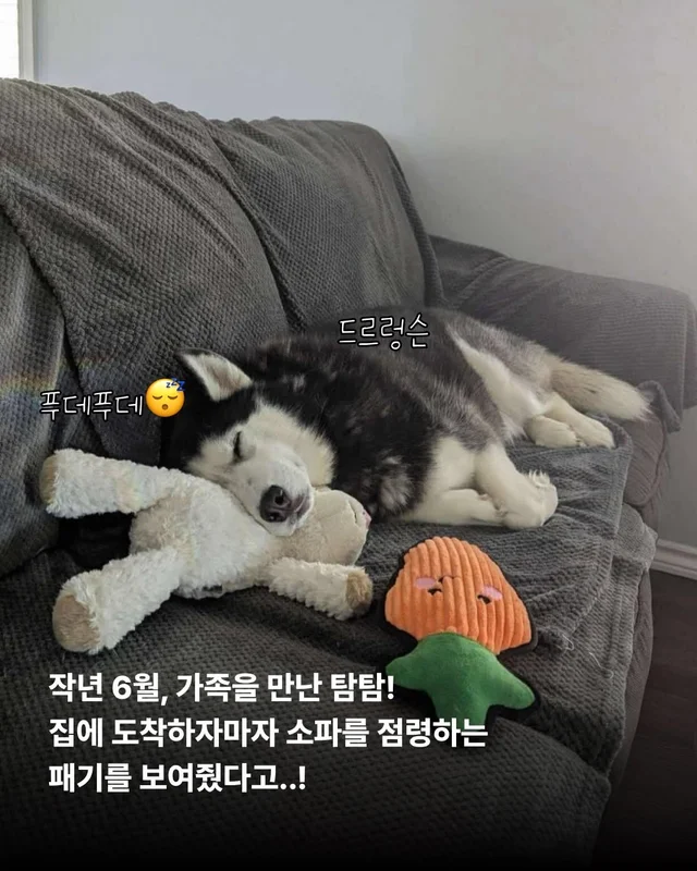 호시와 탐탐이는 겨울이 제일 좋아 #위액트호시 #위액.. 현장 사진