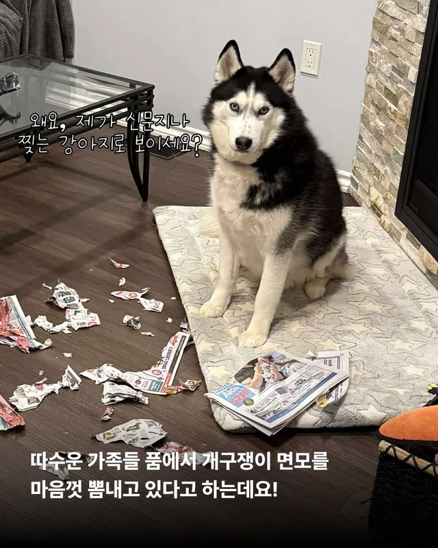 호시와 탐탐이는 겨울이 제일 좋아 #위액트호시 #위액.. 현장 사진