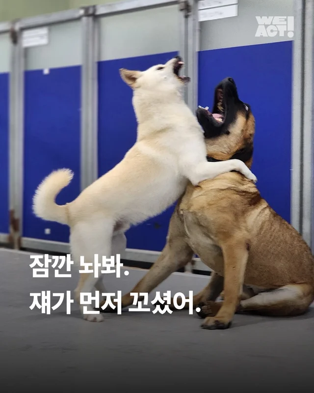 잠깐 놔봐 쟤가 먼저 꼬셨어 현장 사진