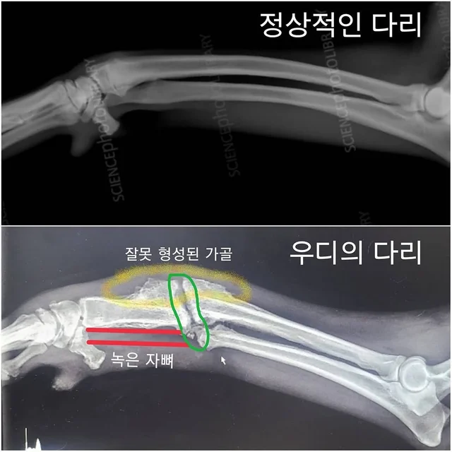 영양군보호소 현장 사진