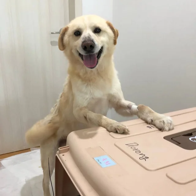 영양군보호소 현장 사진