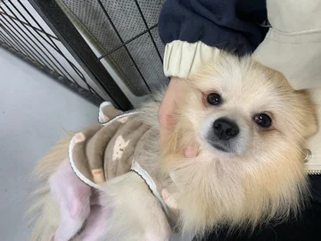 쓰레기집에서 구조된 개, 평생 가족을 만나다! 현장 사진