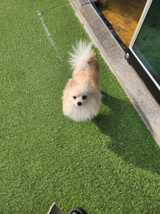 쓰레기집에서 구조된 개, 평생 가족을 만나다! 현장 사진