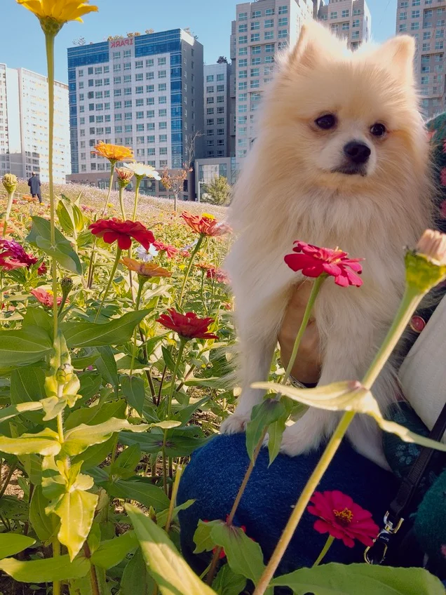 쓰레기집에서 구조된 개, 평생 가족을 만나다! 현장 사진