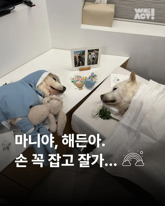 마니야,해든아. 손 꼭 잡고 잘가... #위액트마니 #위.. 현장 사진