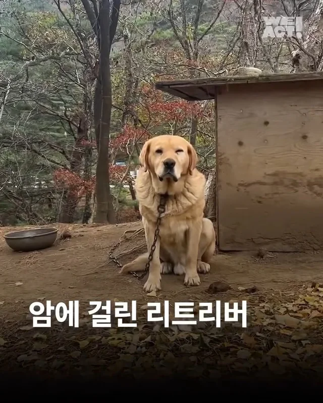 홍천방치학대 현장 사진