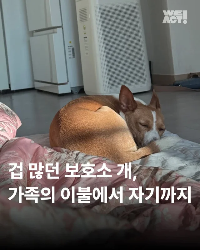 겁 많던 보호소 개, 가족의 이불에서 자기까지 현장 사진
