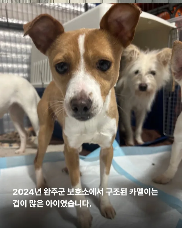 겁 많던 보호소 개, 가족의 이불에서 자기까지 현장 사진