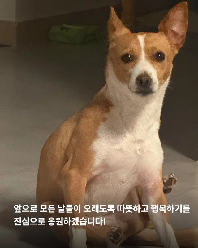 겁 많던 보호소 개, 가족의 이불에서 자기까지 현장 사진