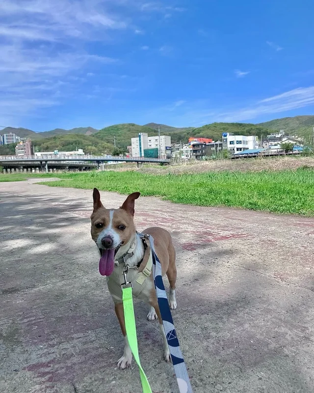 겁 많던 보호소 개, 가족의 이불에서 자기까지 현장 사진